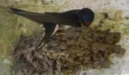 燕子最新爆料,娱乐圈最新爆料大揭秘！